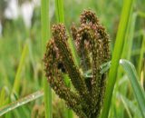 Unpolished Kodo Millet - Image 3